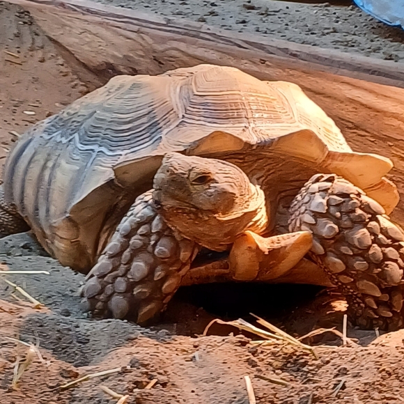 Meet your Posher, Tee Cee - Picture 3 of 4